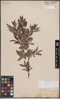 Foto von Salix cinerea L.